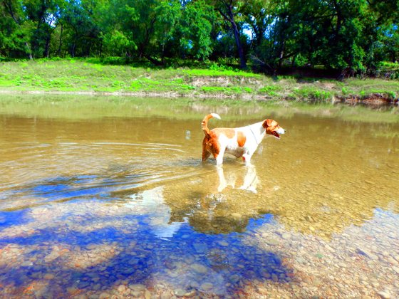 Dog standing in shallow water at River Bone Ranch