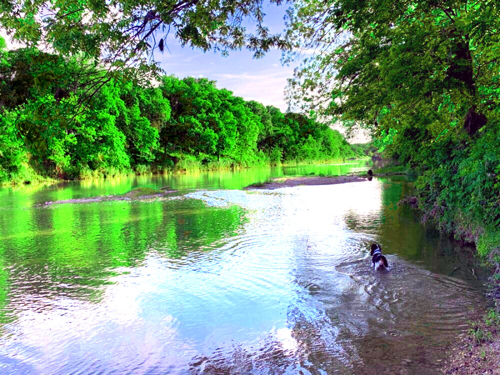 Dog entering the Lampasas River at River Bone Ranch
